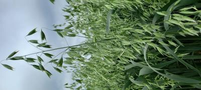 Panicle